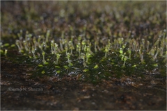 Indotristicha ramosissima